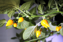 Load image into Gallery viewer, Pepper, Yellow Biquinho