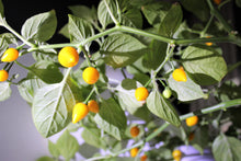 Load image into Gallery viewer, Pepper, Yellow Biquinho