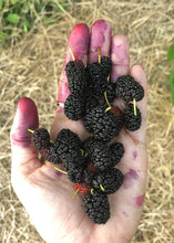 Load image into Gallery viewer, Mulberry, Shangri La