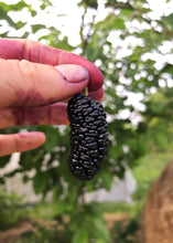Load image into Gallery viewer, Mulberry, Shangri La