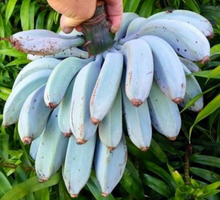 Load image into Gallery viewer, Banana, Musa Ice Cream (Blue Java)
