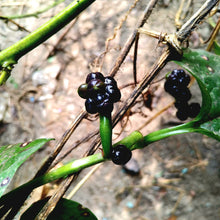 Load image into Gallery viewer, Spinach, Malabar