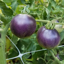 Load image into Gallery viewer, Tomato, Indigo Apple - Organic