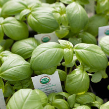 Load image into Gallery viewer, Basil, Genovese - Organic