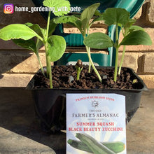 Load image into Gallery viewer, Summer Squash, Black Beauty Zucchini Seeds