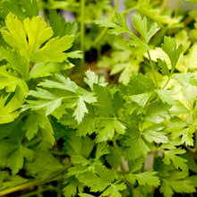 Load image into Gallery viewer, Parsley, Italian - Organic