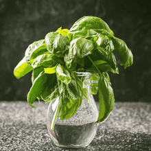 Load image into Gallery viewer, Basil, Italian Large Leaf
