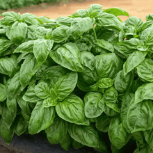 Load image into Gallery viewer, Basil, Italian Large Leaf