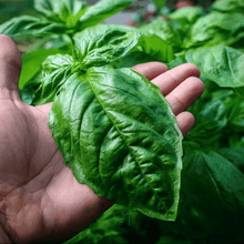 Load image into Gallery viewer, Basil, Italian Large Leaf