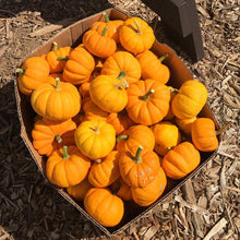 Load image into Gallery viewer, Pumpkin, Jack Be Little - Organic