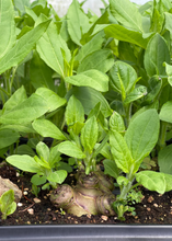 Load image into Gallery viewer, Jerusalem Artichoke