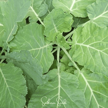 Load image into Gallery viewer, Kale, Premier