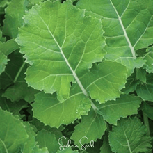 Load image into Gallery viewer, Kale, Premier
