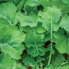 Load image into Gallery viewer, Kale, Premier