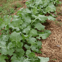 Load image into Gallery viewer, Kale, Premier