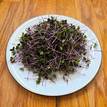 Load image into Gallery viewer, Kohlrabi Purple Microgreens Seeds
