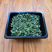 Load image into Gallery viewer, Kohlrabi Purple Microgreens Seeds