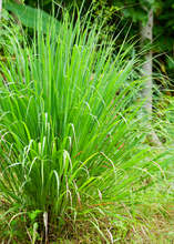 Load image into Gallery viewer, Lemongrass