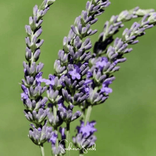 Load image into Gallery viewer, Lavender, Spike
