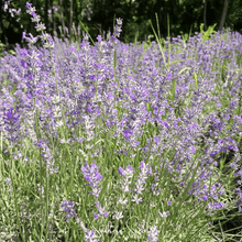 Load image into Gallery viewer, Lavender, Spike