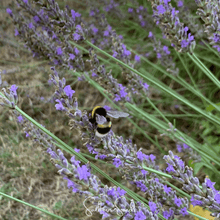 Load image into Gallery viewer, Lavender, Spike