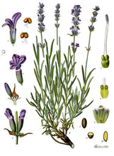 Load image into Gallery viewer, Lavender, English