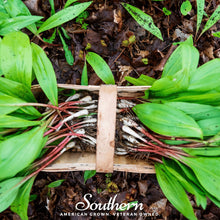 Load image into Gallery viewer, Wild Leek (Ramps) – 10 Seeds