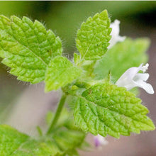 Load image into Gallery viewer, Lemon Balm - Organic