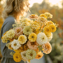Load image into Gallery viewer, Zinnia, Lemon Meringue