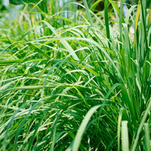 Load image into Gallery viewer, Lemongrass