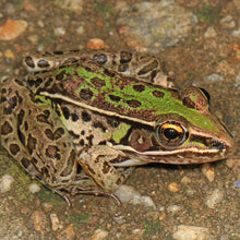 Load image into Gallery viewer, Leopard Frogs