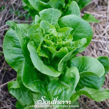 Load image into Gallery viewer, Lettuce, Bibb Summer