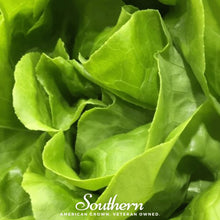 Load image into Gallery viewer, Lettuce, Bibb Summer