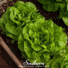 Load image into Gallery viewer, Lettuce, Bibb Summer