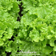 Load image into Gallery viewer, Lettuce, Green Ice