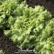 Load image into Gallery viewer, Lettuce, Green Ice