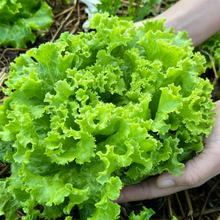 Load image into Gallery viewer, Lettuce, Loose Leaf