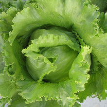 Load image into Gallery viewer, Lettuce, Iceberg - Organic