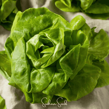 Load image into Gallery viewer, Lettuce, Tom Thumb Butterhead