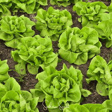 Load image into Gallery viewer, Lettuce, Tom Thumb Butterhead