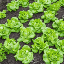 Load image into Gallery viewer, Lettuce, Tom Thumb Butterhead
