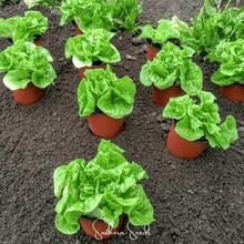 Load image into Gallery viewer, Lettuce, Tom Thumb Butterhead