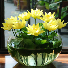 Load image into Gallery viewer, Lotus, Yellow  Seeds