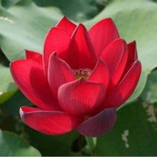 Load image into Gallery viewer, Lotus, Red Seeds