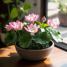 Load image into Gallery viewer, Lotus, Pink Seeds