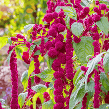 Load image into Gallery viewer, Amaranth, Love Lies Bleeding