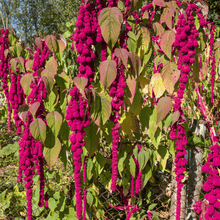 Load image into Gallery viewer, Amaranth, Love Lies Bleeding