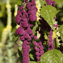 Load image into Gallery viewer, Amaranth, Love Lies Bleeding