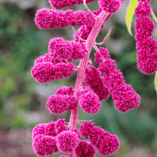 Load image into Gallery viewer, Amaranth, Love Lies Bleeding