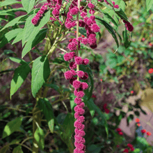 Load image into Gallery viewer, Amaranth, Love Lies Bleeding